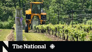 Ontario winery tests new green tech to reduce fungicide use
