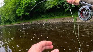 A Bit of Euro Nymphing and Dry Fly Fishing with Davie McPhail