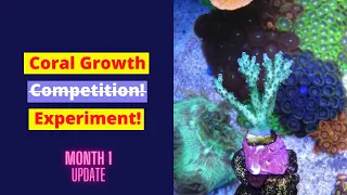 SPS Coral Growth Experiment Frag - Month 1 Update