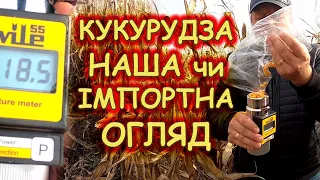 💥ТАКОГО НЕ БУЛО 30 РОКІВ💥 волога на п'яти гібридах кукурудзи⁉️#хотин #ВНІС #ВН6763 #тесла #Кортева