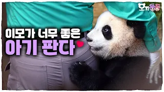 (SUB) Twin Panda Aunt's 'Battle Of Leaving Work'🐼🐼│Panda World