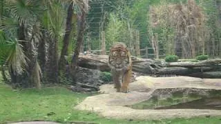 Tiger Stalking at the Zoo