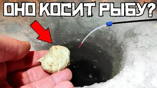 КОНЬЯЧНАЯ ЖИЖА СРАБОТАЛА! Закормил этим в ЗАЛИВЕ и ПОНЕСЛАСЬ! Рыбалка в феврале 2024