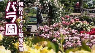 薔薇園　和泉リサイクル環境公園