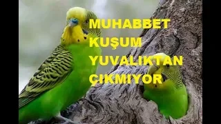 Muhabbet kuşum yuvalıktan çıkmıyor sorun nedir