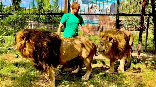 Самый старый лев живет ЛЬВИНОЙ ЖИЗНЬЮ среди львов, но хейтеры и его все время ХОРОНЯТ!