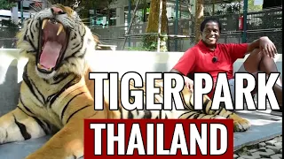 TIGER PARK PATTAYA THAILAND (Touching real live Tigers!) #Scary