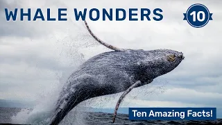 Whale Wonders: 10 Amazing Facts About These Ocean Giants