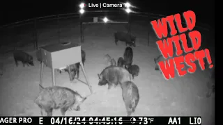 WILD HOGS GONE WILD!!! Trapping  wild hogs with Muddyfeet