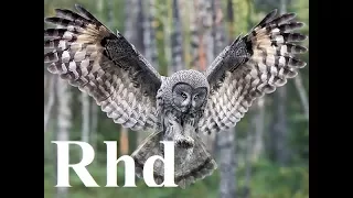 Owl's  Nature, Birds 2018 HD Documentary