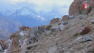 Қазақстан мен Қырғызстан арасында қар барысын сатумен айналысатын қылмыстық топ болуы мүмкін