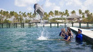 DOMINICAN DOLPHIN EXPLORER SCAM PUNTA CANA / КУПАНИЕ С ДЕЛЬФИНАМИ В ДОМИНИКАНЕ РАЗВОД