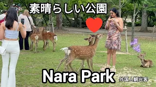 【海外の反応】素晴らしい公園だ外国人観光客🦌奈良公園