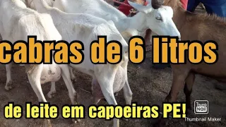 Feira de ovinos, caprinos e suínos de capoeiras PE 19/11/2021