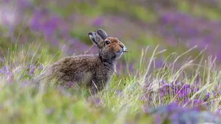 Johnny Flynn - Hares on the Mountain