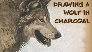 Drawing a Wolf in Charcoal - BIG