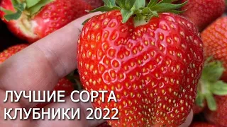 САМЫЕ ЛУЧШИЕ СОРТА КЛУБНИКИ на 2022