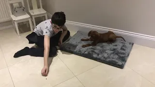 Dog Talk. Puppy training (Vizsla). 9 weeks old, 1 min on how to do the Place helping for recall.
