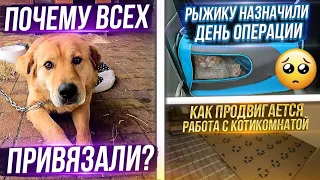 Показала Рыжика другому врачу.  Очищаем сарай. Новое место для собак, Принц чуть не упал с высоты😟