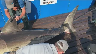 OCEARCH tags great white near St. Helena Island