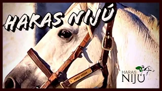 Cavalo Puro Sangue Inglês- Haras Nijú