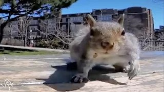 Squirrel Grabs Man's GoPro And Films His Adventures