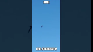 Real Sharknado!