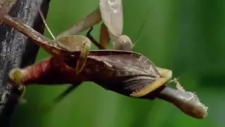 Female Praying Mantis Eats Male After Mating