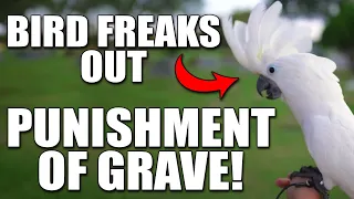 [TRIGGER WARNING] COCKATOO HEARS SINNERS PUNISHED IN GRAVE?! - @TarikWardell