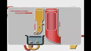 Diuretics animation