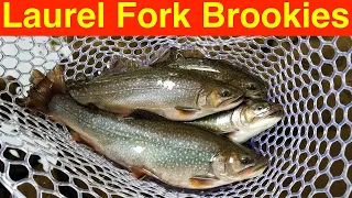 Trout Fishing West Virginia's Laurel Fork