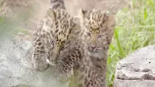 Cute alert: Rare Amur leopard cubs enjoy playtime at US zoo