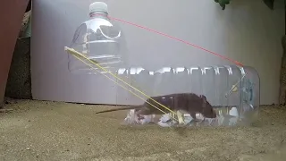 Jak zrobić pułapkę na myszy i SZCZURY!!!mouse trap