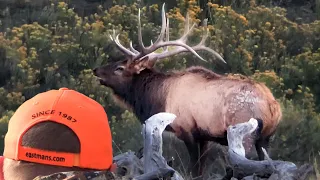 Elk Hunting - KILL at 60 Yards! Eastmans’ TagHub Hunt Giveaway