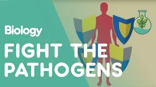 Human Defence Systems Against Pathogens | Health | Biology | FuseSchool