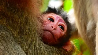 JUST BORN BABY MONKEY LOOKED SEE NEW WORLD. LOOK VERY BEAUTIFUL WITH RED FACE BABY.