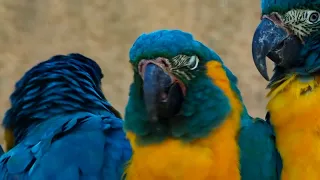 A Wilder View: Why do parrots talk?