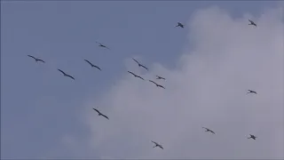 Raptor migration Tarifa, Spain september 2019