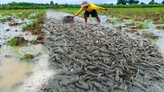 Unbelievable Fishing: Catching Fish by Hand as They Cross Flooded Roads! Best Hand Fishing!