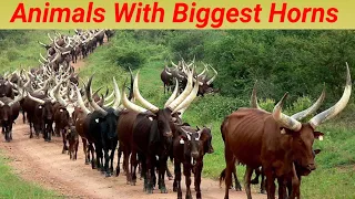 Huge Horn Animals | 10 Animals With The Biggest Horns In The World | Longest Horns@Jotpattv096