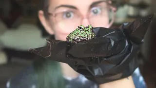 Unboxing TINY BABY FROG & making bin enclosure!