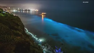 Why does the ocean glow blue? | Bioluminescence in San Diego