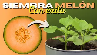 Cómo SEMBRAR MELÓN en CASA 🍈 2 Métodos ✅