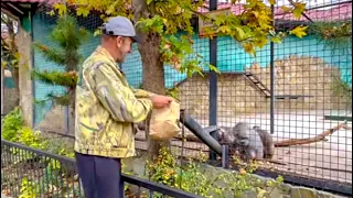 И ЖАЛКО и СМЕШНО! Гамадрил Джоник дорвался до семейной жизни и не дает любовного спуску СВОИМ ЖЕНАМ!