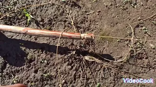 ЗАПРЕЩЁННАЯ ЛОВУШКА///Pheasant hunting такую ловушку легко сделать и улов будет большой