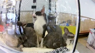 5, RUI Cat Show, Харьков, Локомотив, Выставка кошек, замечательные кошки и коты, 2020, Свійскі леви