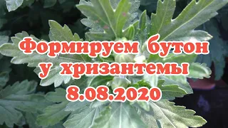 Как правильно сформировать кустовую и одноголовую хризантему...