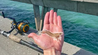 Bridge Fishing with Live Shrimp for Whatever Bites! (Florida Keys Fishing)