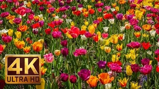 FLOWERS 4K (UHD) Relaxation Footage with Nature Scenery and Sounds #16