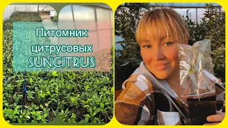 Наше производство. Питомник цитрусовых. Часть 3. 🌱